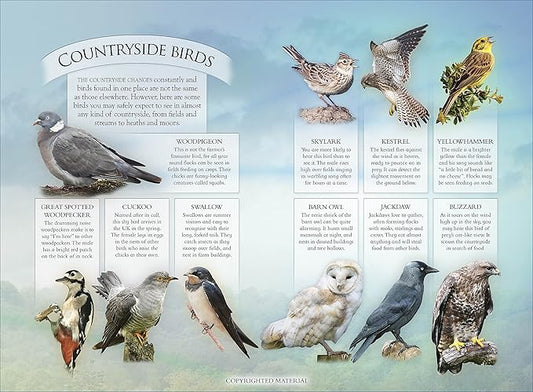 Know Your Nature: British Wildlife