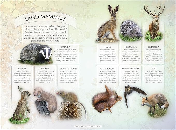 Know Your Nature: British Wildlife