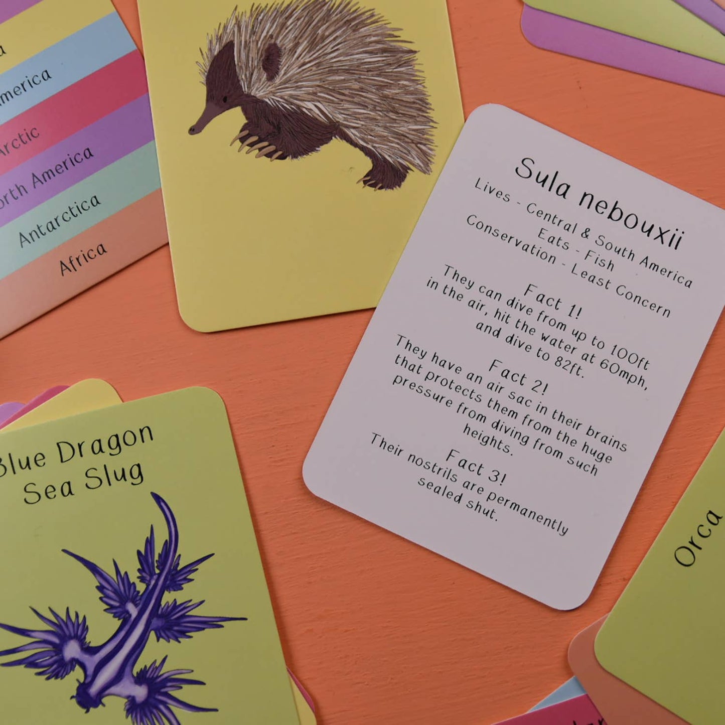 Amazing Animals Fact Cards Set One